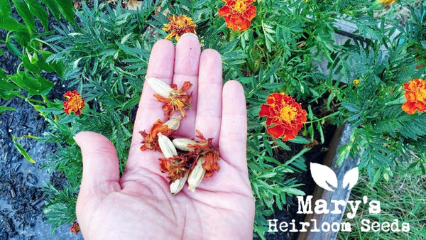 Marigold seeds