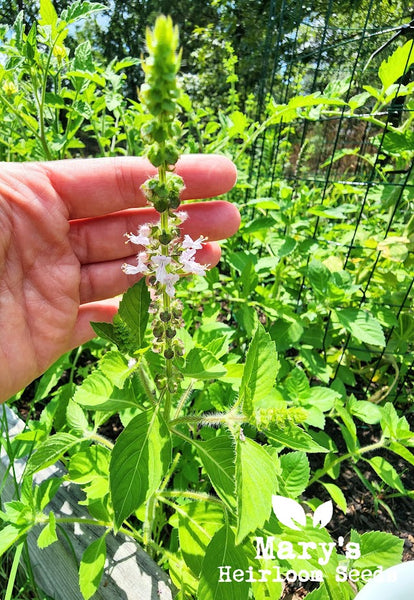 Thai Holy Basil Mary s Heirloom Seeds