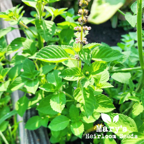 Thai Holy Basil Mary s Heirloom Seeds