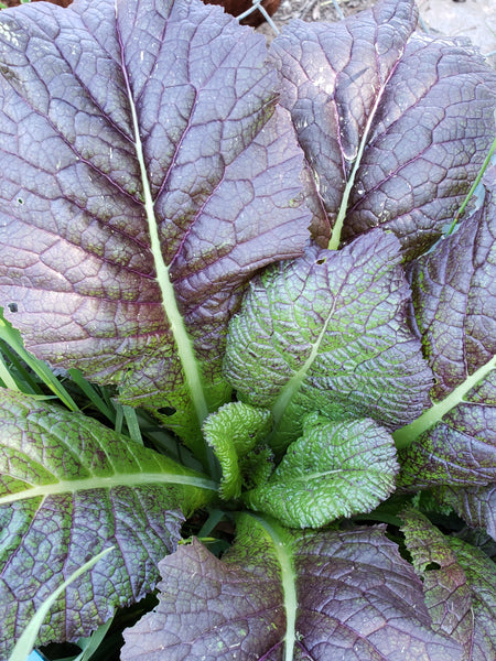 Red Giant Mustard Greens