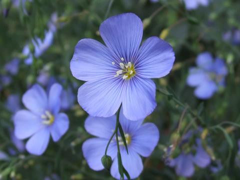 Blue Wildflower Seed Mix