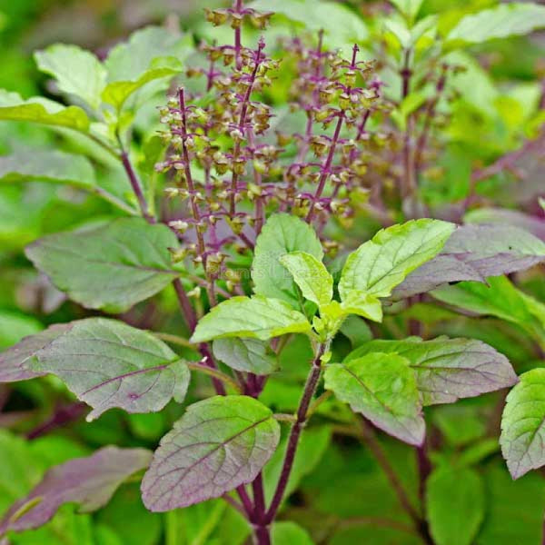 Red Leaf Thai Holy Basil Mary s Heirloom Seeds