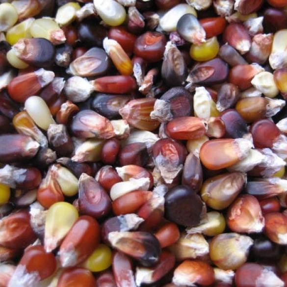 February 2024 Seed Giveaway at Mary's Heirloom Seeds