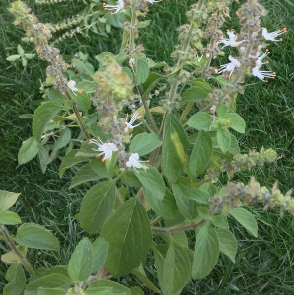 Camphor Basil Mary s Heirloom Seeds