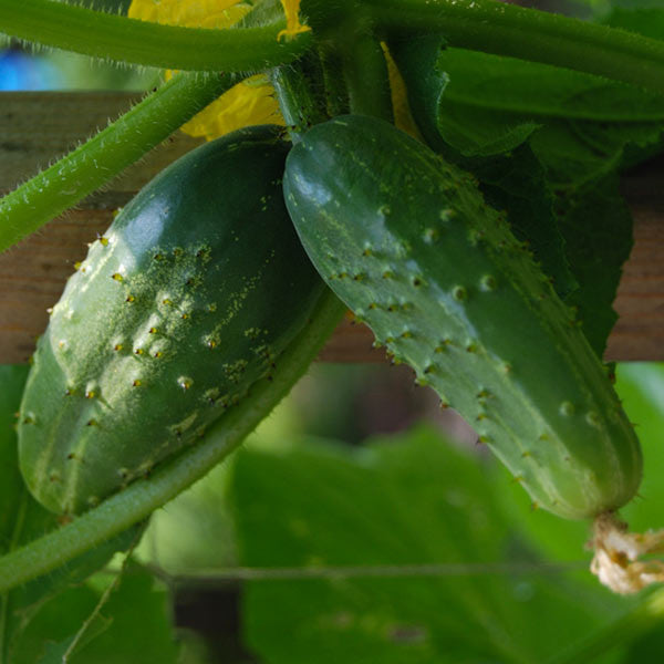 Xylangouro Cucumber Melon  Baker Creek Heirloom Seeds