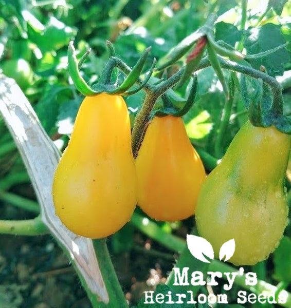 Yellow Pear Tomato Marys Heirloom Seeds
