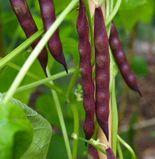 Aunt Edith's Sickle Pole Bean Seeds (Pkt)