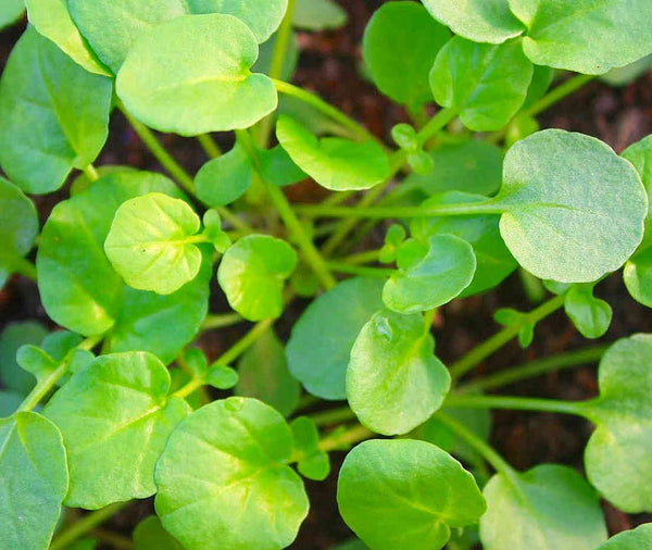 Watercress & Upland Cress Growing Information: How to Sow & Harvest