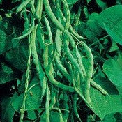 Old Homestead Bean (Kentucky Wonder Pole Bean)