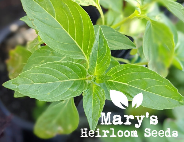 LEMON BASIL Mary s Heirloom Seeds