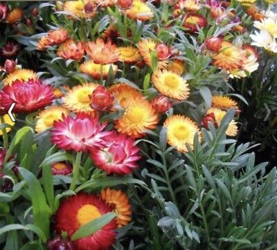 Strawflower Plants