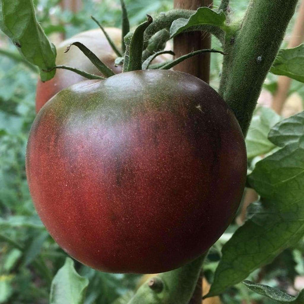 Black from Tula Tomato Seeds