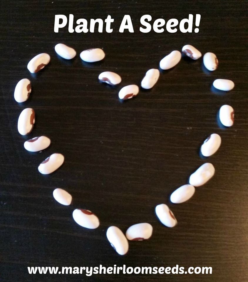 $1 and up SEED SALE this Weekend!