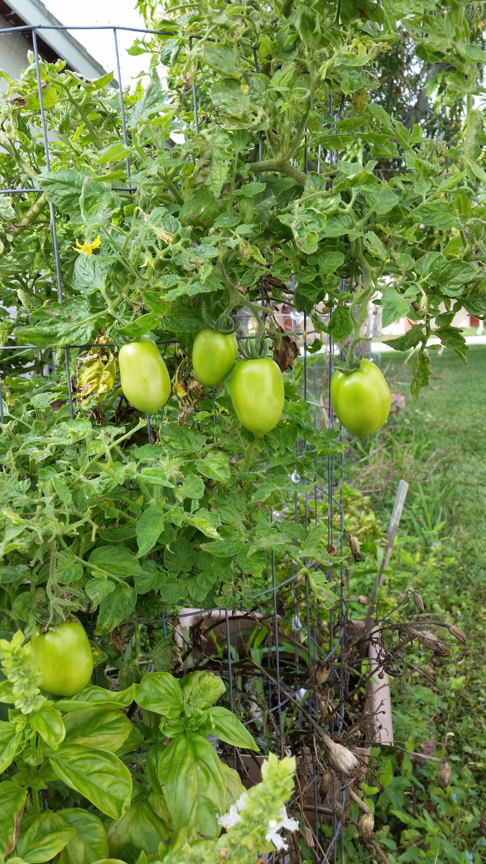 EASY DIY TOMATO CAGES – Mary's Heirloom Seeds