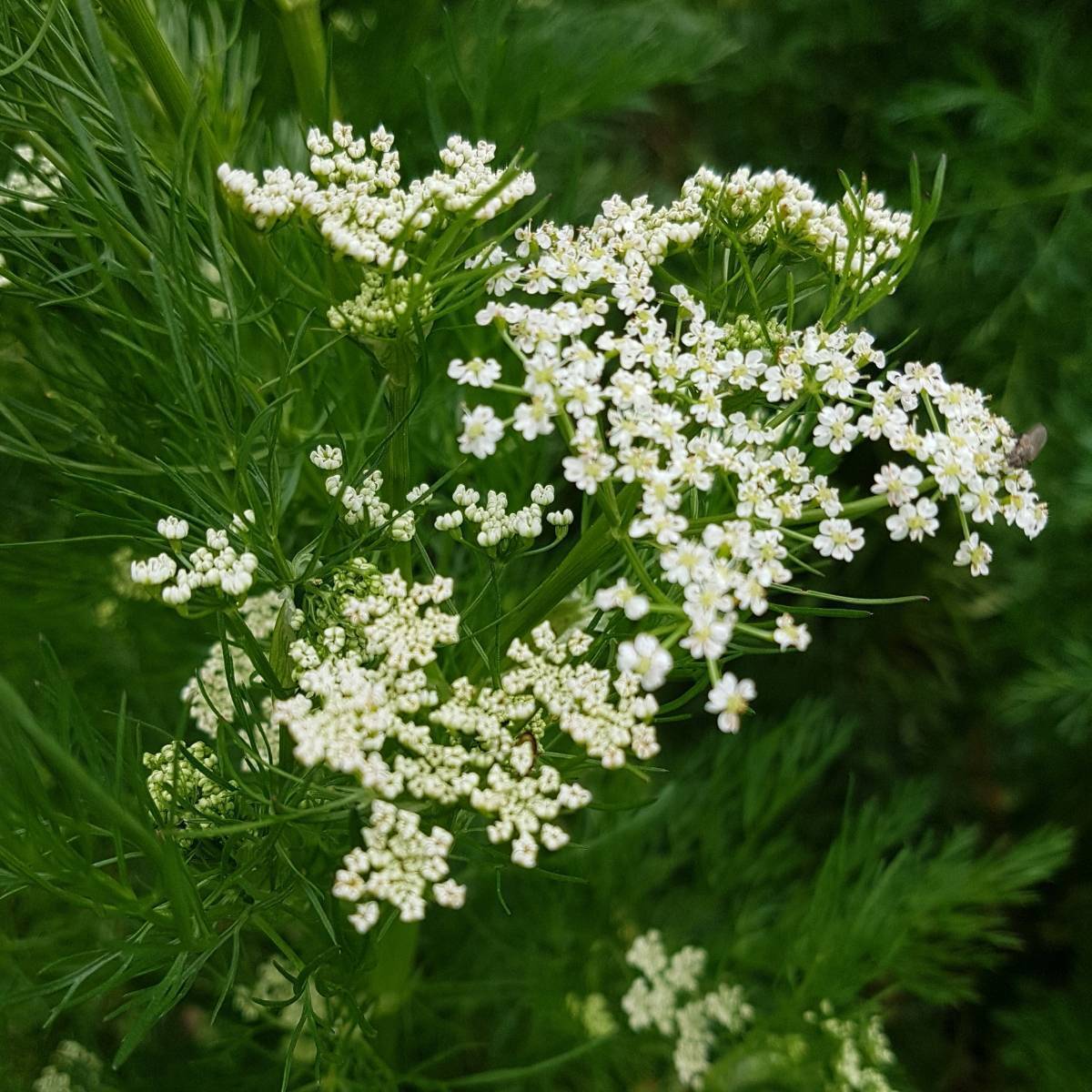 Growing Caraway from Seed