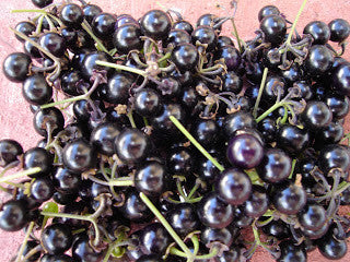 Growing Garden Huckleberry from Seed