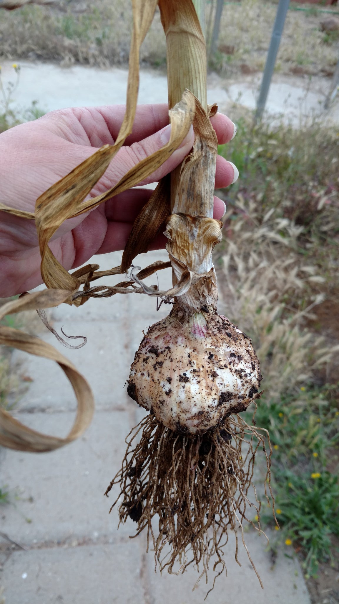 When to Plant Garlic