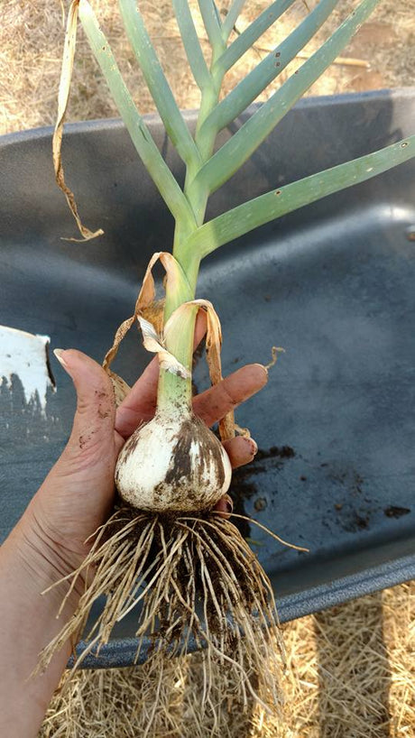 Last Chance for GARLIC, 99 CENT Seeds & Plant Food SALE