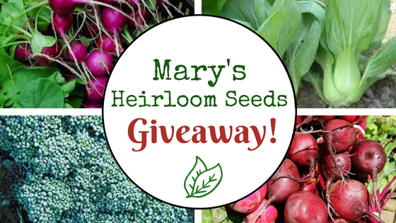 Heirloom Seeds Starter Kit GIVEAWAY