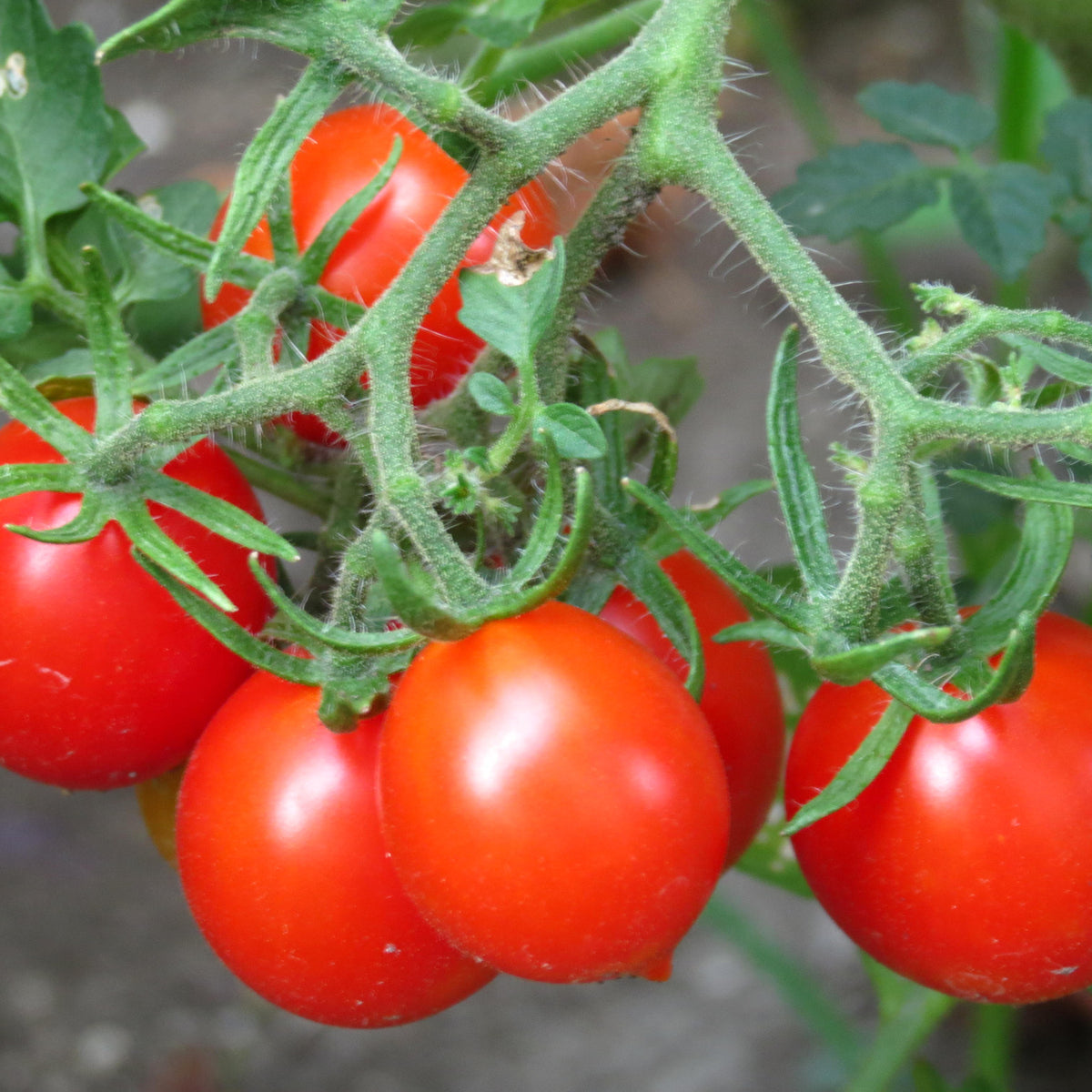 Growing Heirloom Tomatoes from Seed – Mary's Heirloom Seeds