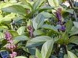 Grow Your Own Herbal Medicine: BASIL