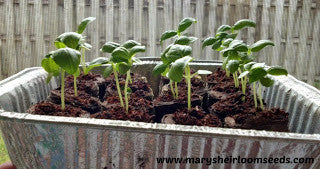 Using Coconut Pellets for Seed Starting