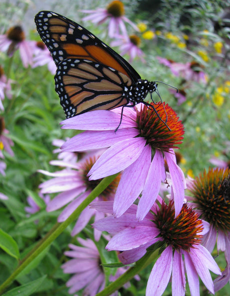 This Week at Mary's Heirloom Seeds