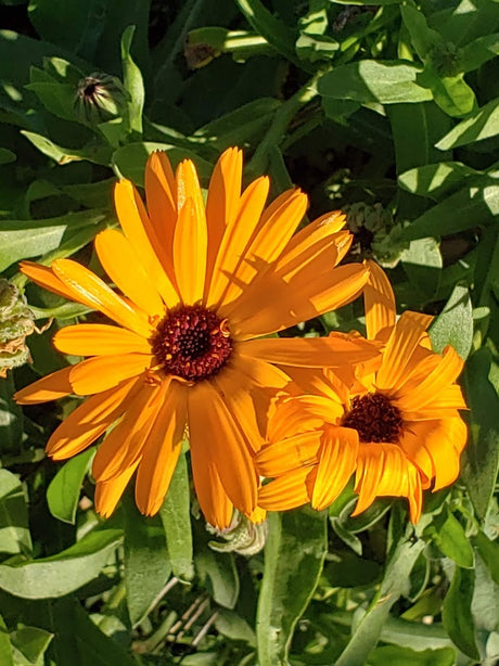 Growing Calendula from Seed