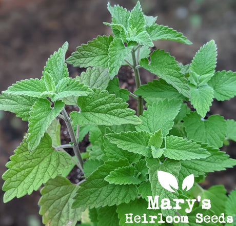 Growing Catnip from Seed