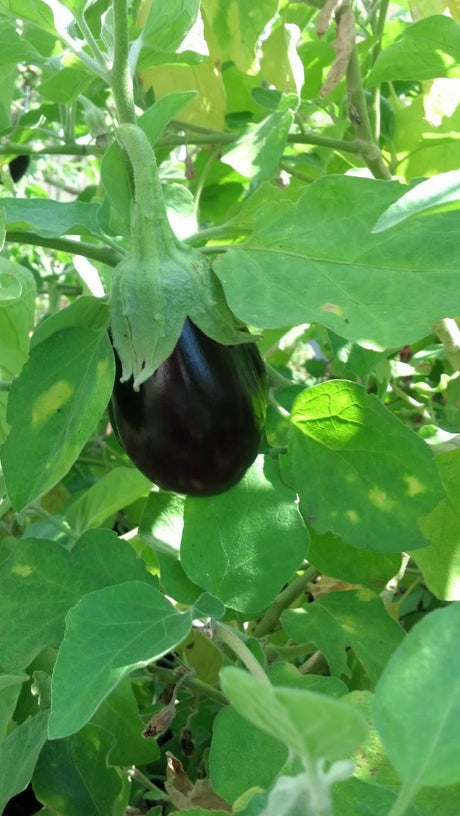 Growing Eggplant from Seed to Harvest