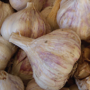 Seed Garlic Info for 2022