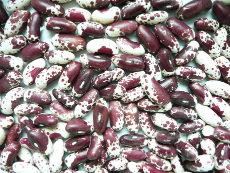 Growing Organic Beans from Seed