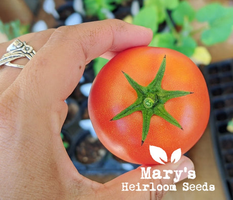 Heat Tolerant Heirloom Varieties