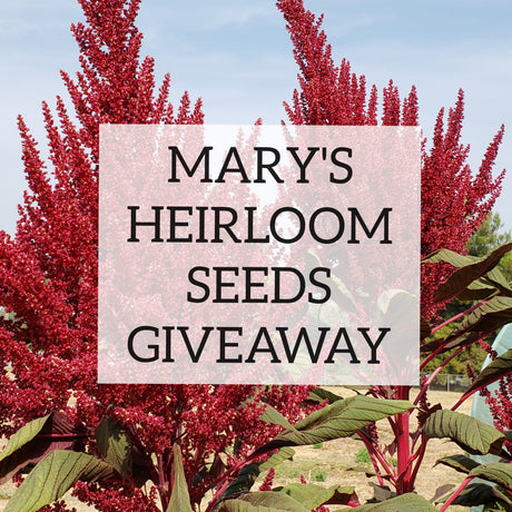 October Heirloom Seed Giveaway