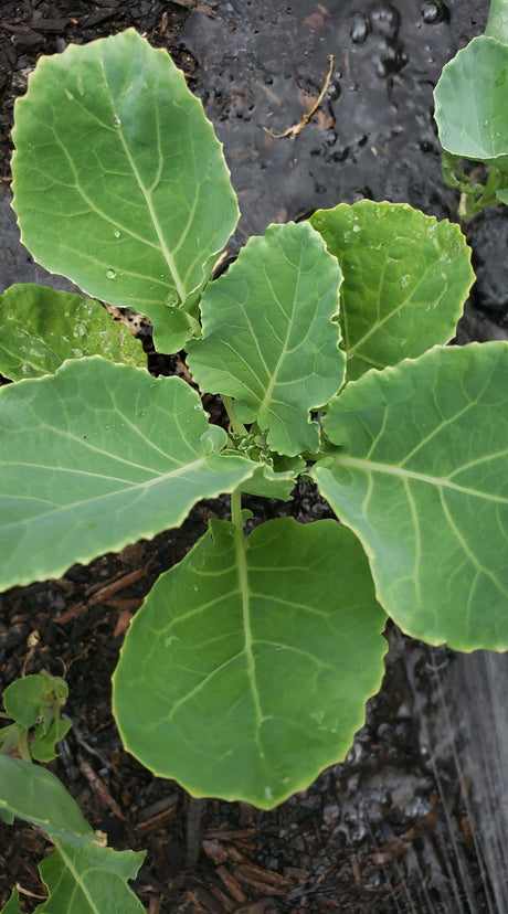 Growing Collard Greens from Seed