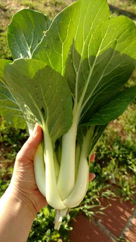 Growing Pak Choy Cabbage from Seed to Harvest