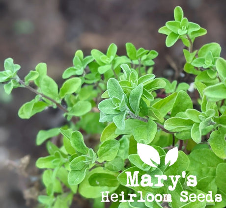 Growing Sweet Marjoram from Seed