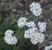 Growing Yarrow from Seed