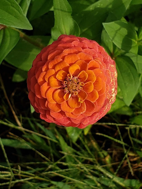 How to Plant and Grow Zinnia Flowers