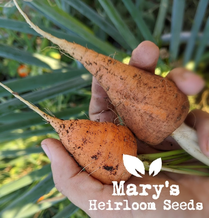 Heirloom Carrots