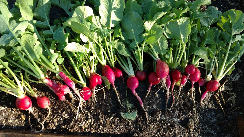 Heirloom Radish