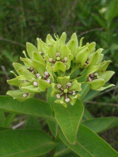 Green Milkweed