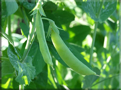 Amish Snap Pea