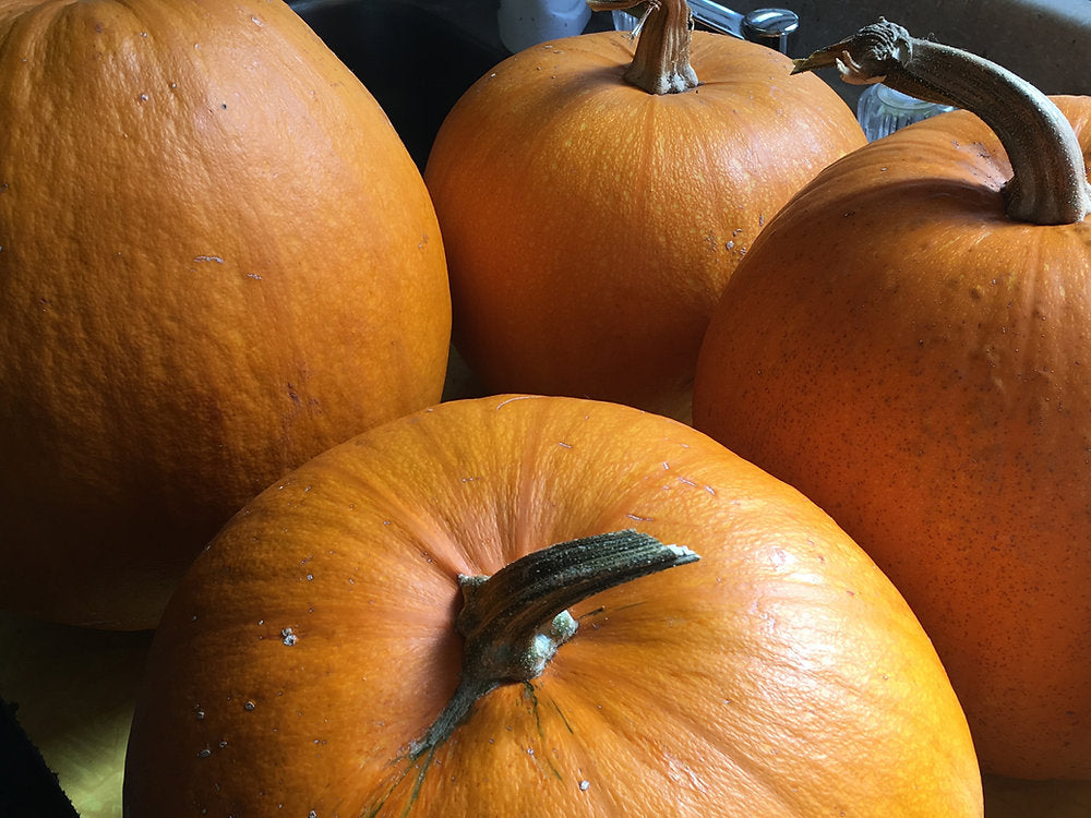 Cherokee Bush Pumpkin