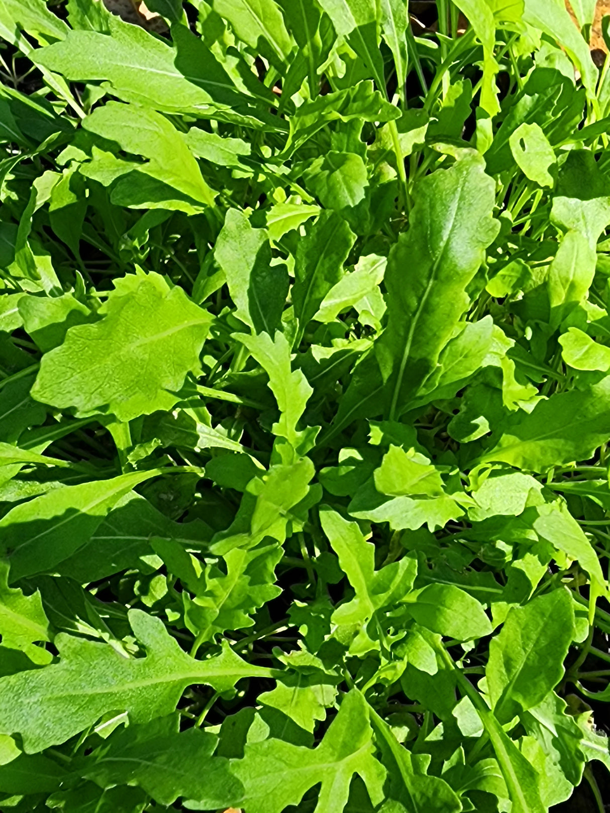 Wild Arugula