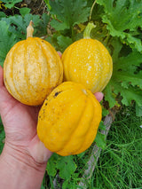 Gill's Golden Pippen Acorn Squash