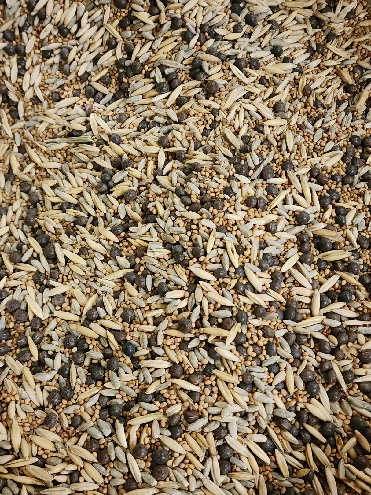 Poultry Pasture Forage Blend BULK Seed Mix