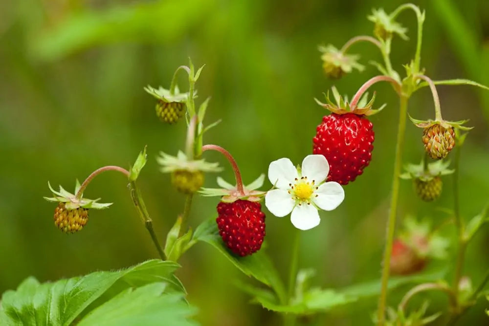 Common Strawberry