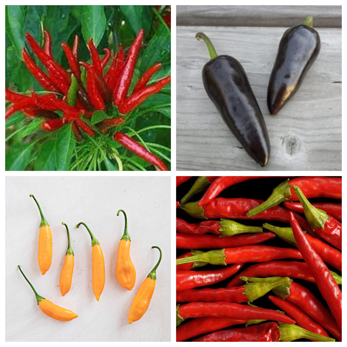 Hot Pepper Trio MIX