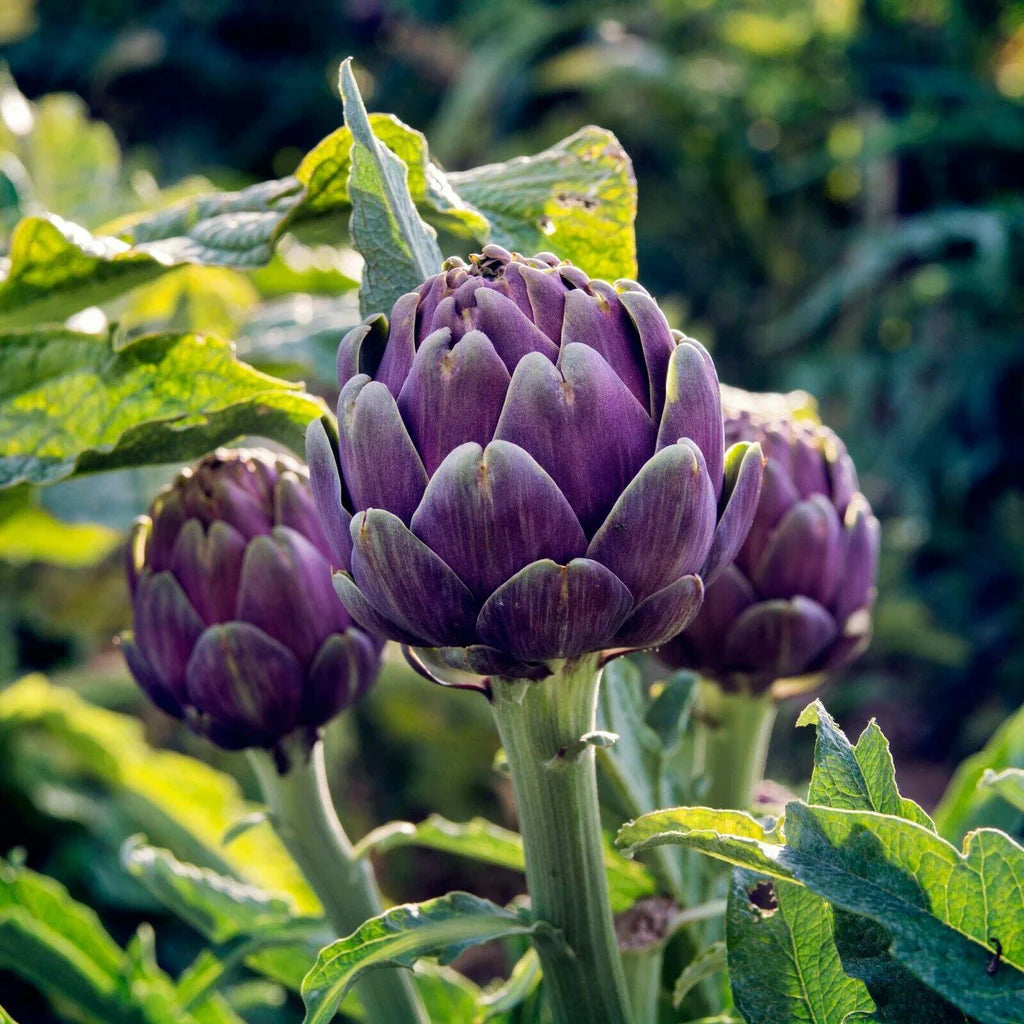 Purple Romagna Artichoke